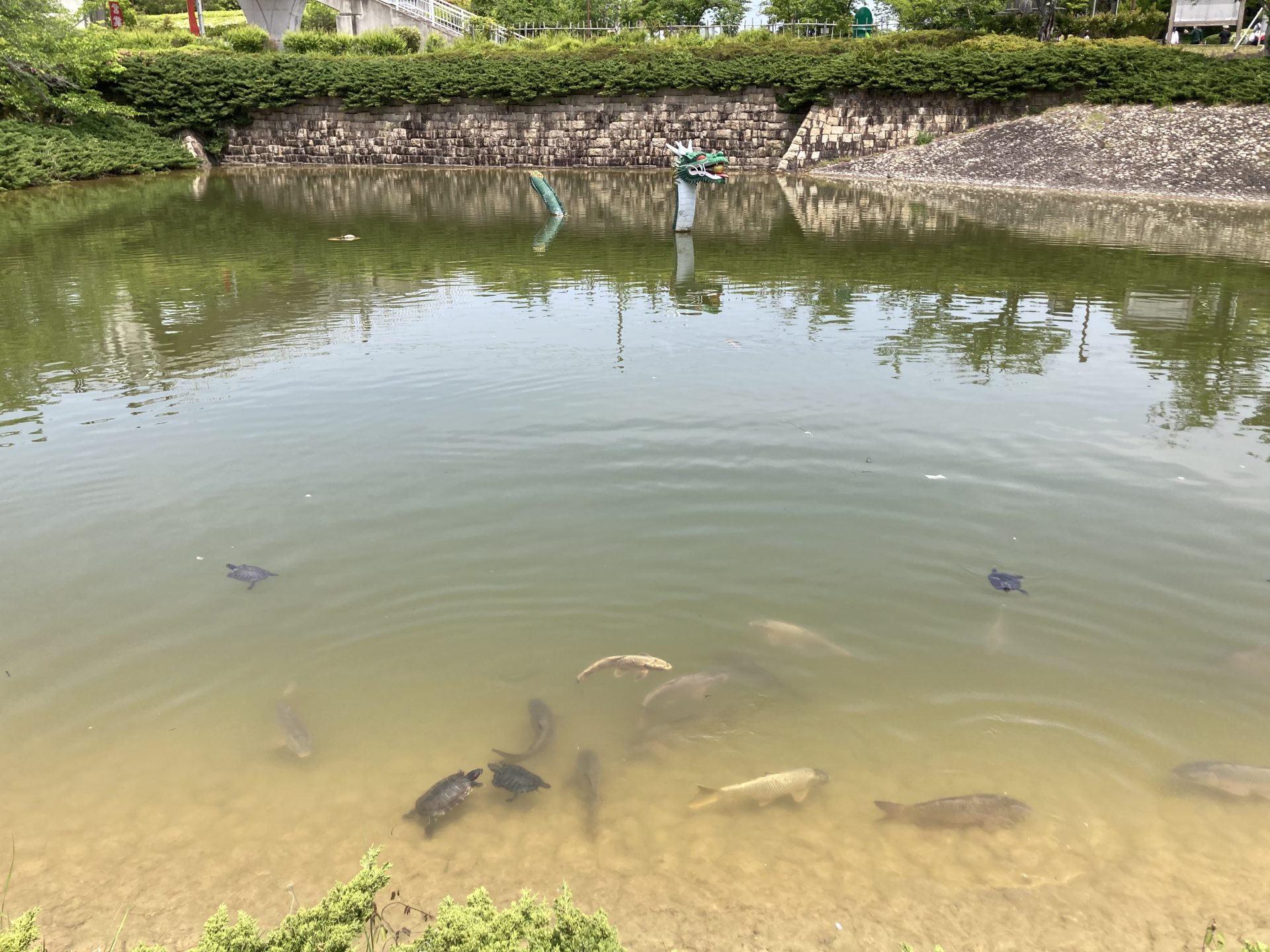 竹取公園の龍のオブジェが入った池の鯉と亀