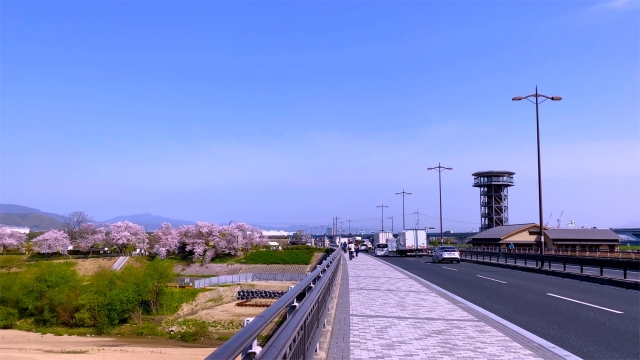 背割提の桜、『石清水八幡宮』駅からの道、橋の上からの桜並木