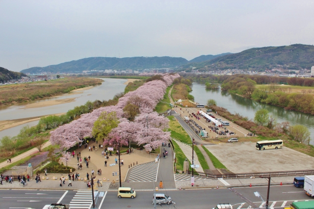 京都府八幡市淀川河川公園背割提地区の桜のトンネル、さくらであい館からの眺め