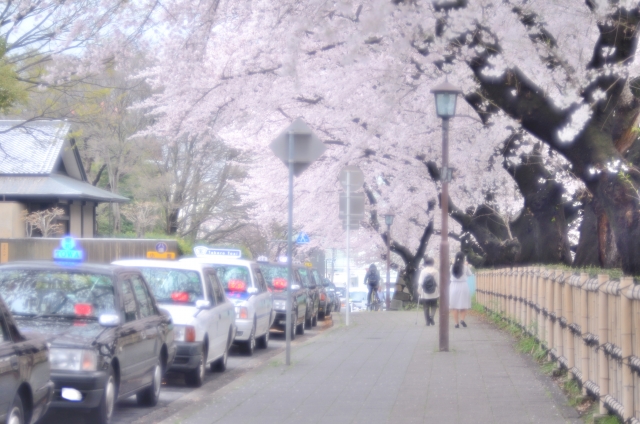 桜とタクシー