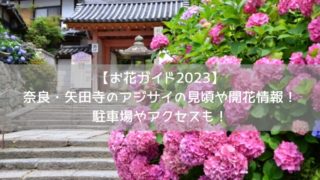【お花ガイド2023】奈良・矢田寺のアジサイの見頃や開花情報！駐車場やアクセスも！