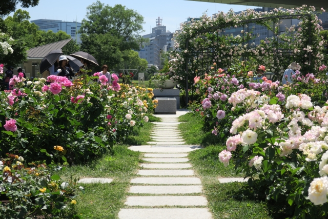 大阪・中之島公園バラ園のバラの道