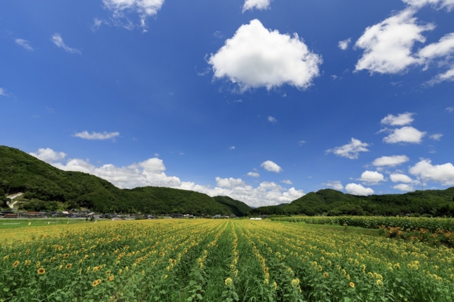 兵庫県南光ヒマワリ畑と青空と山